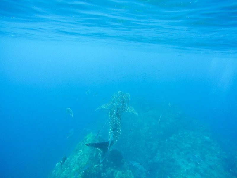 Similan Islands Diving: Sea Dragon Liveaboard