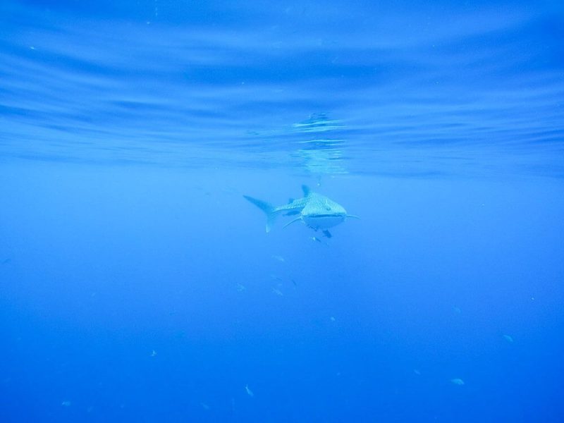 Similan Islands Diving: Sea Dragon Liveaboard