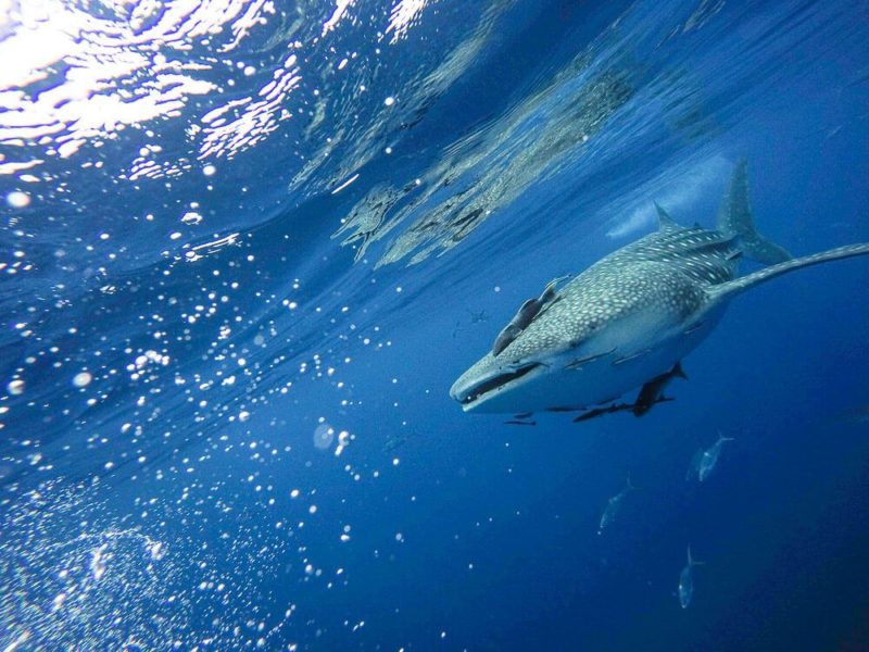 Similan Islands Diving: Sea Dragon Liveaboard