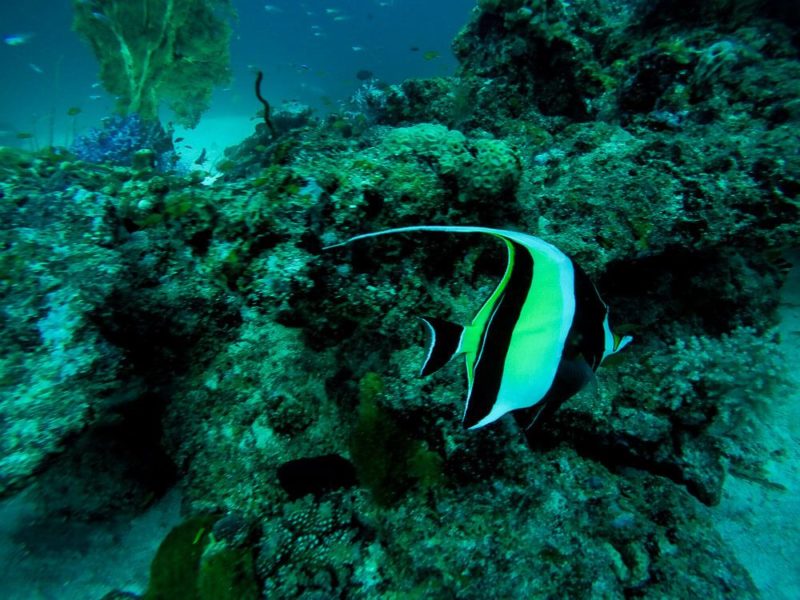 Similan Islands Diving: Sea Dragon Liveaboard