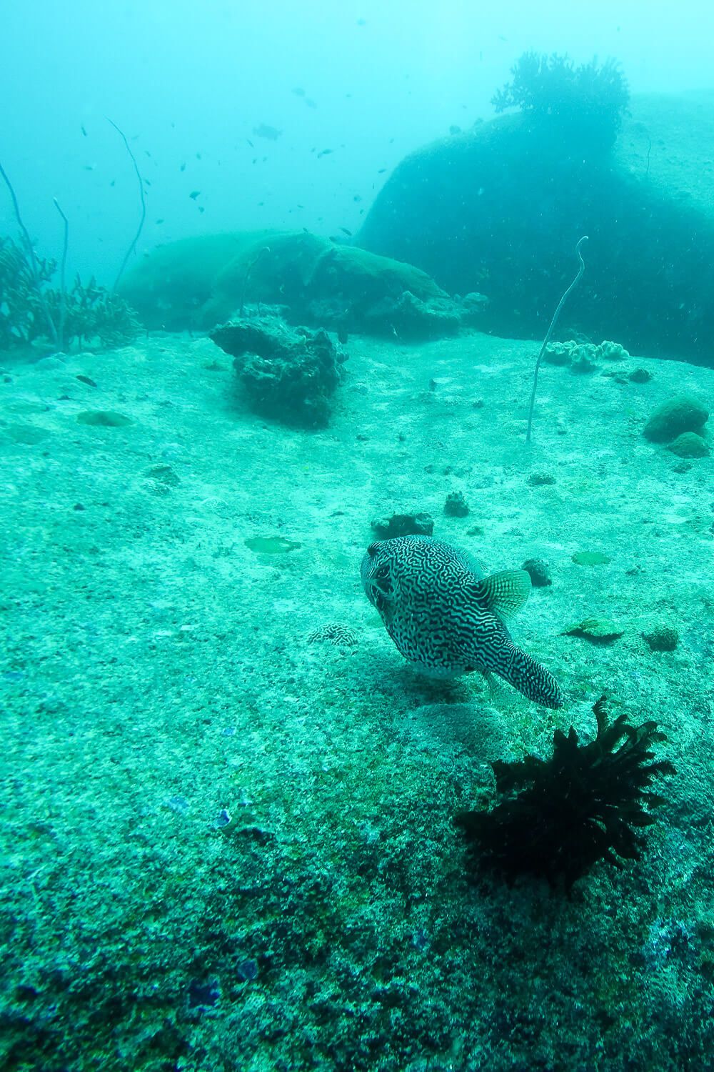 Similan Islands Diving: Sea Dragon Liveaboard