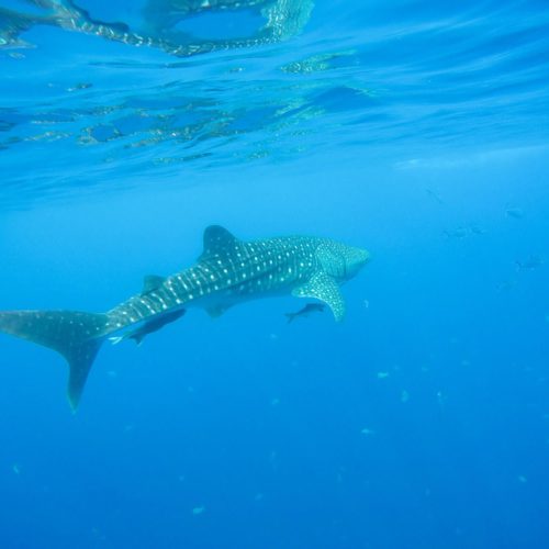 Similan Islands Diving: Why Sea Dragon Is The Best Liveaboard Trip