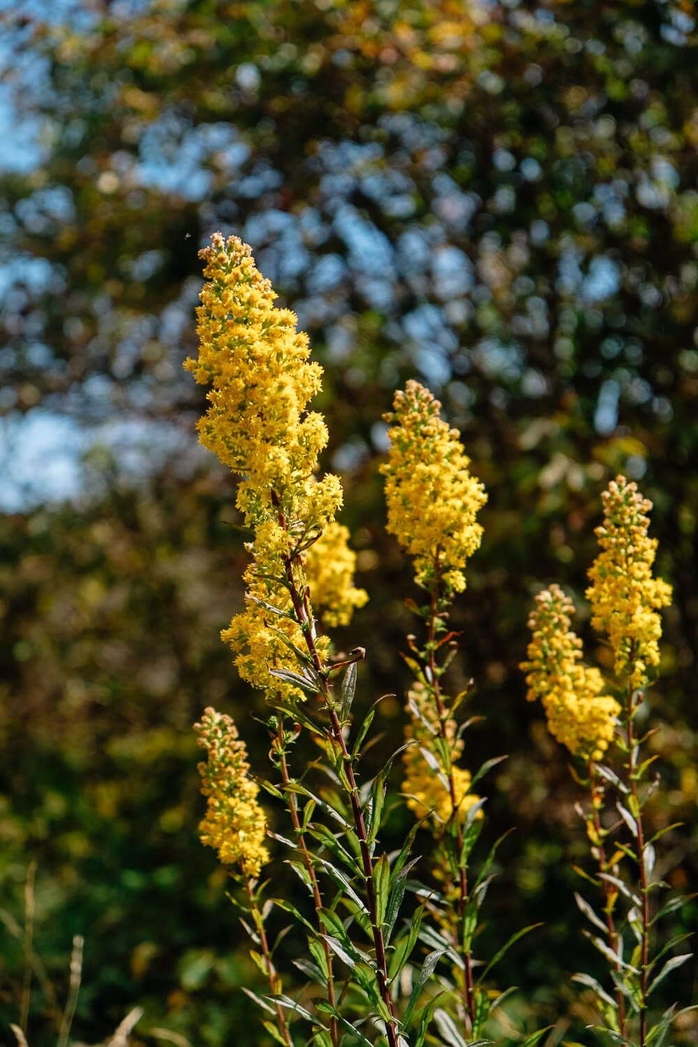 Andrews Bald Hike - Great Smoky Mountains National Park