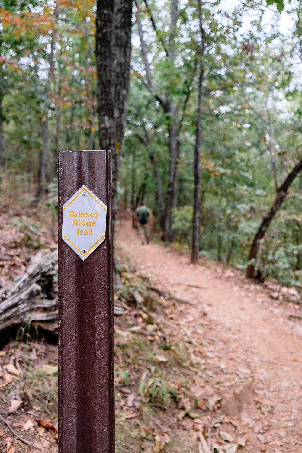 Hiking in Paris Mountain State Park