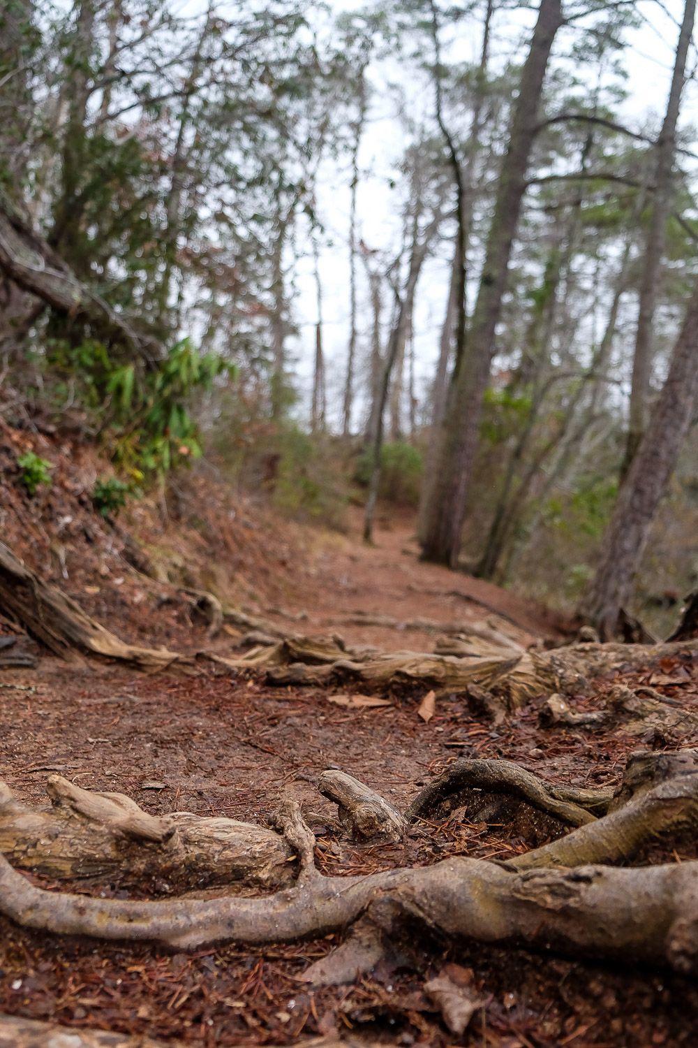 Hiking in Paris Mountain State Park