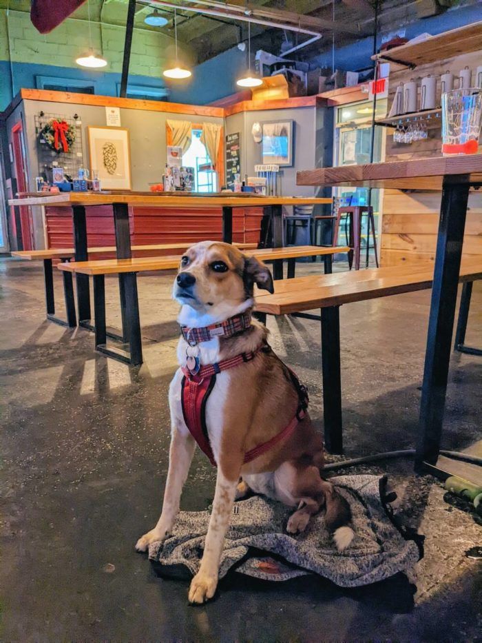 dog in a bar