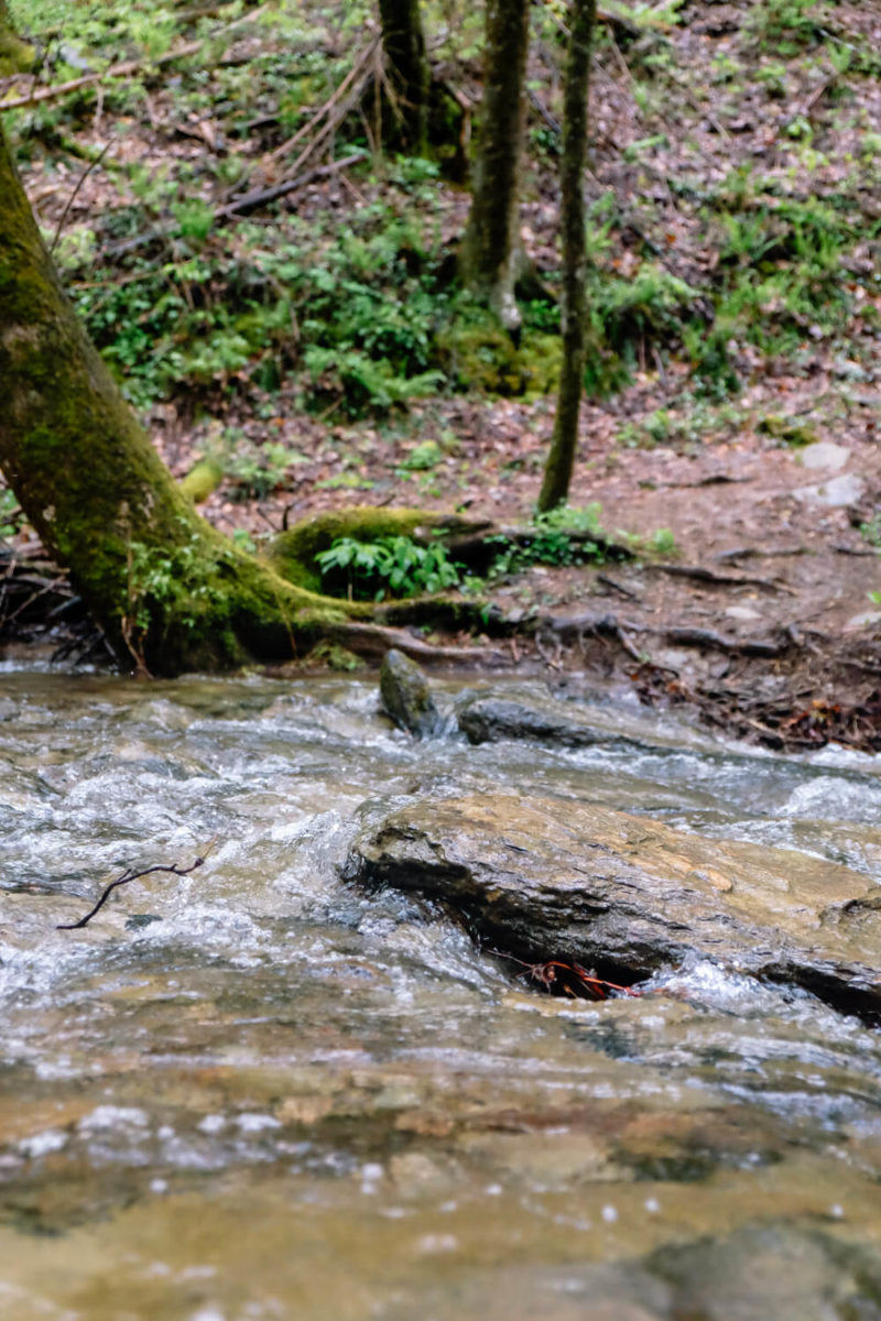 Rich Mountain Loop: Crooked Arm Trail