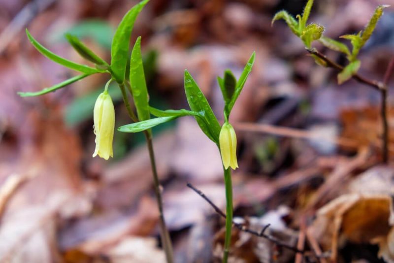 Rich Mountain Loop Trail: Wildflowers