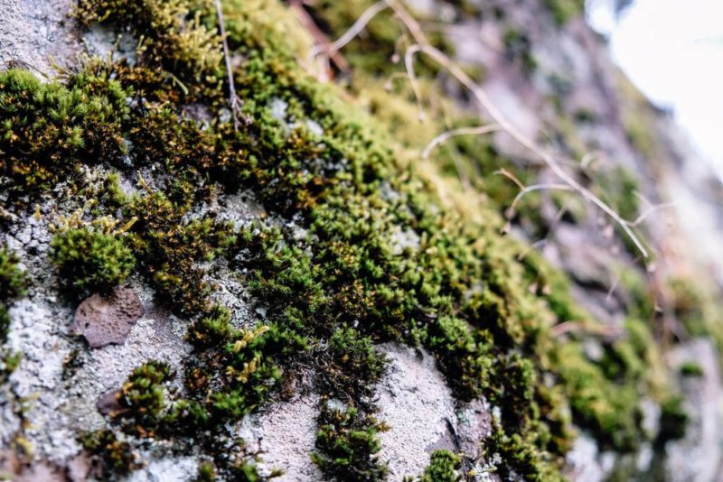 Laurel Falls Trail