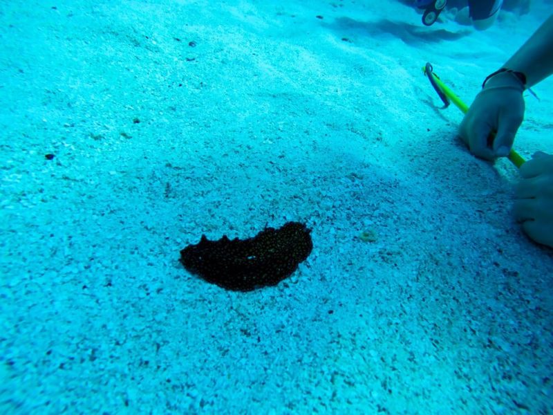 Diving in Bermuda