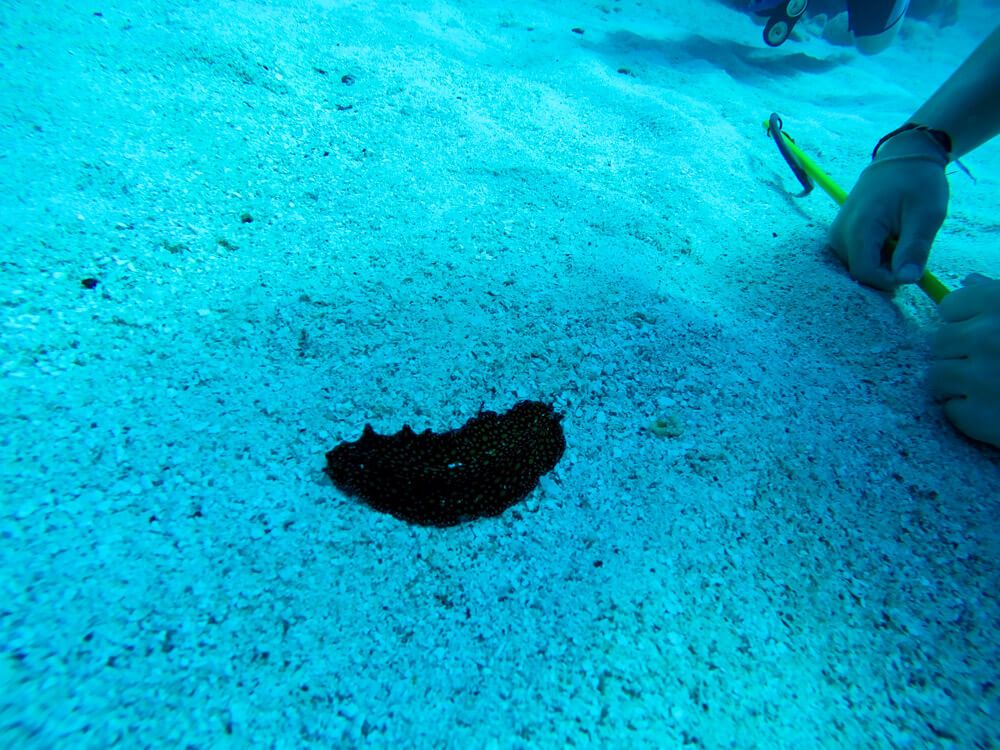 Diving in Bermuda with Blue Water Divers [Review]