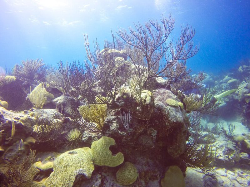 Diving in Bermuda