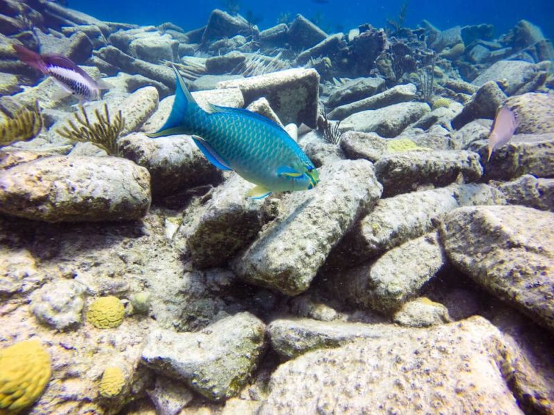 Diving in Bermuda