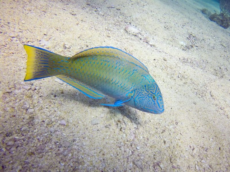 Diving in Bermuda