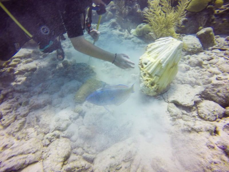 Diving in Bermuda