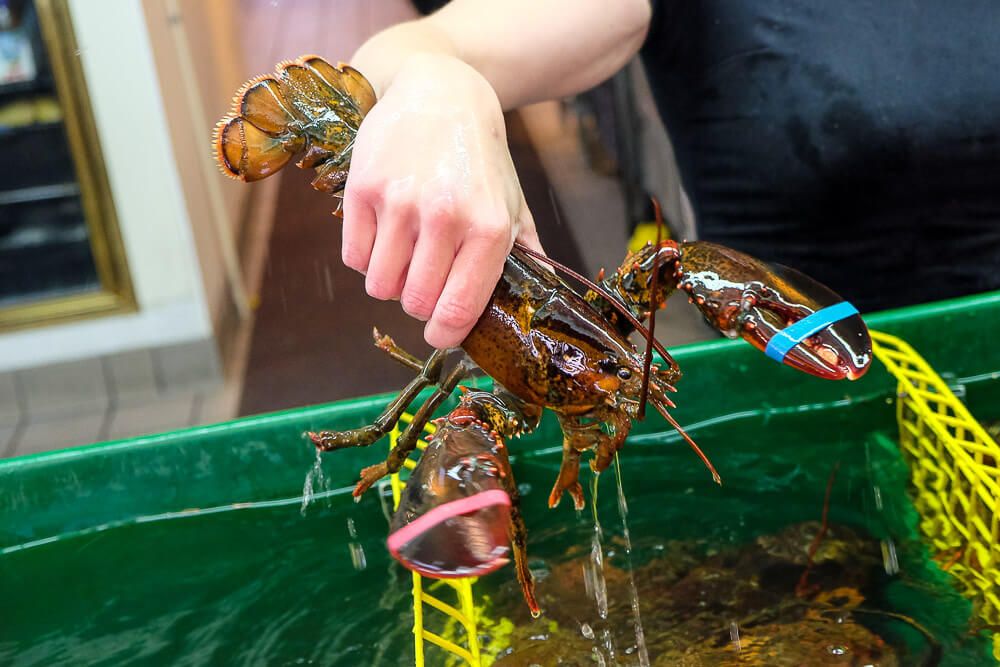 best Bar Harbor lobster pounds