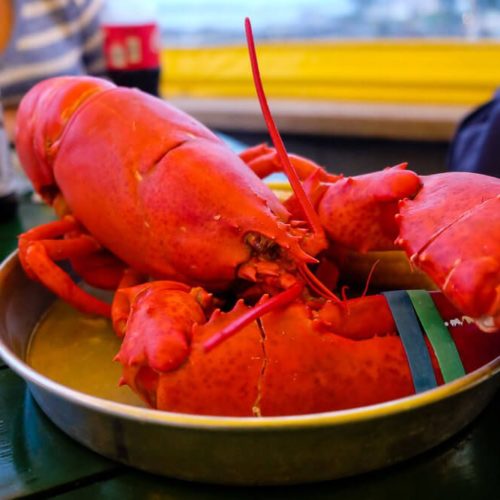 The Best Bar Harbor Lobster Pounds for Your Trip