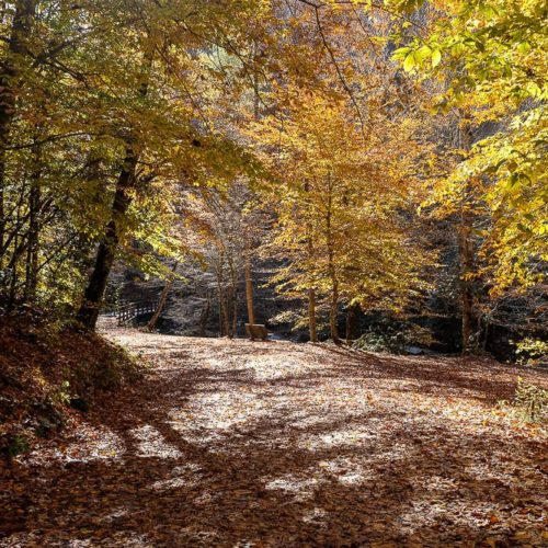 Hike the Deep Creek Trail Loop in the Smoky Mountains