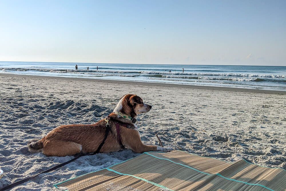 folly beach dog friendly