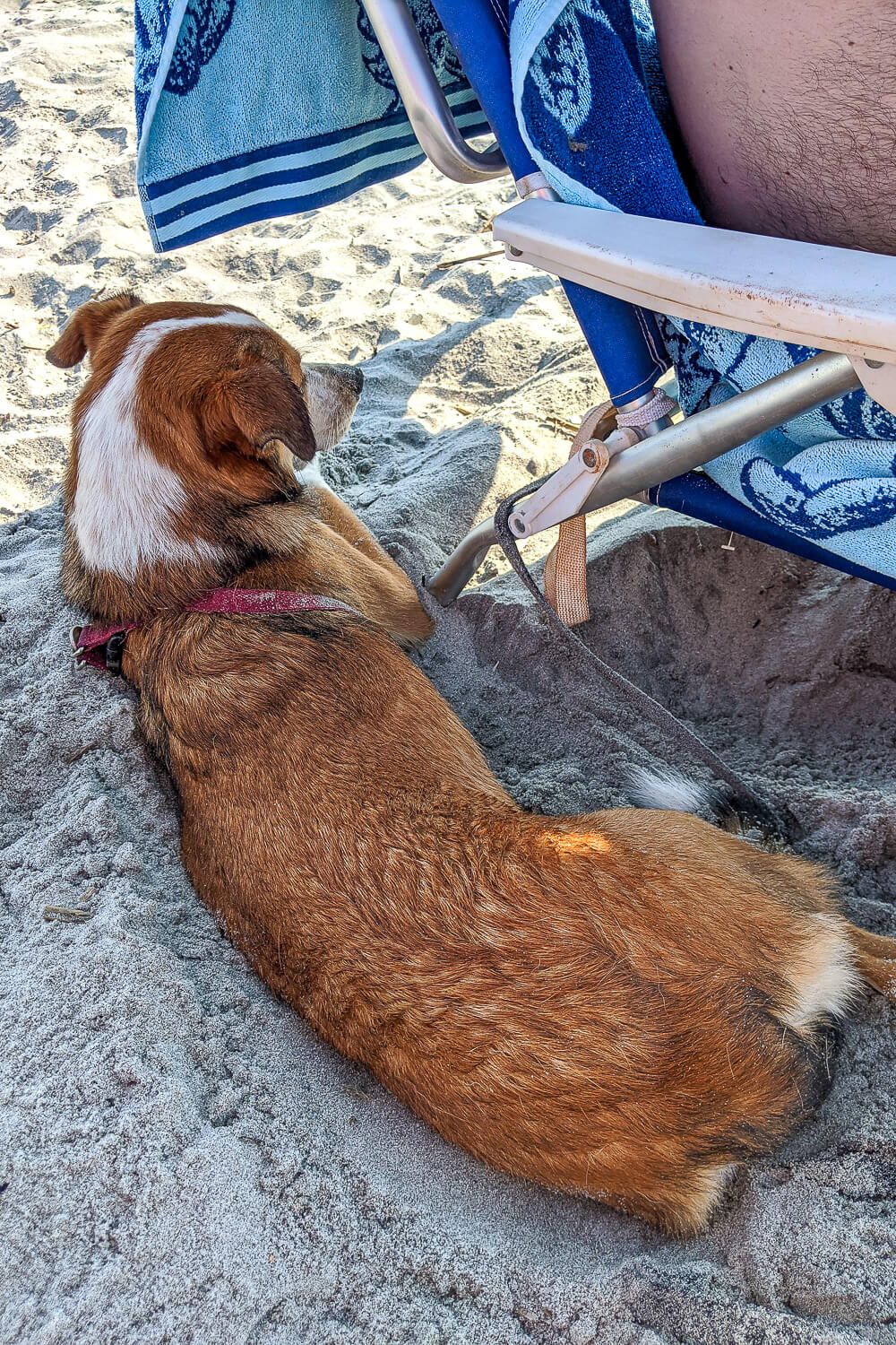 folly beach dog friendly
