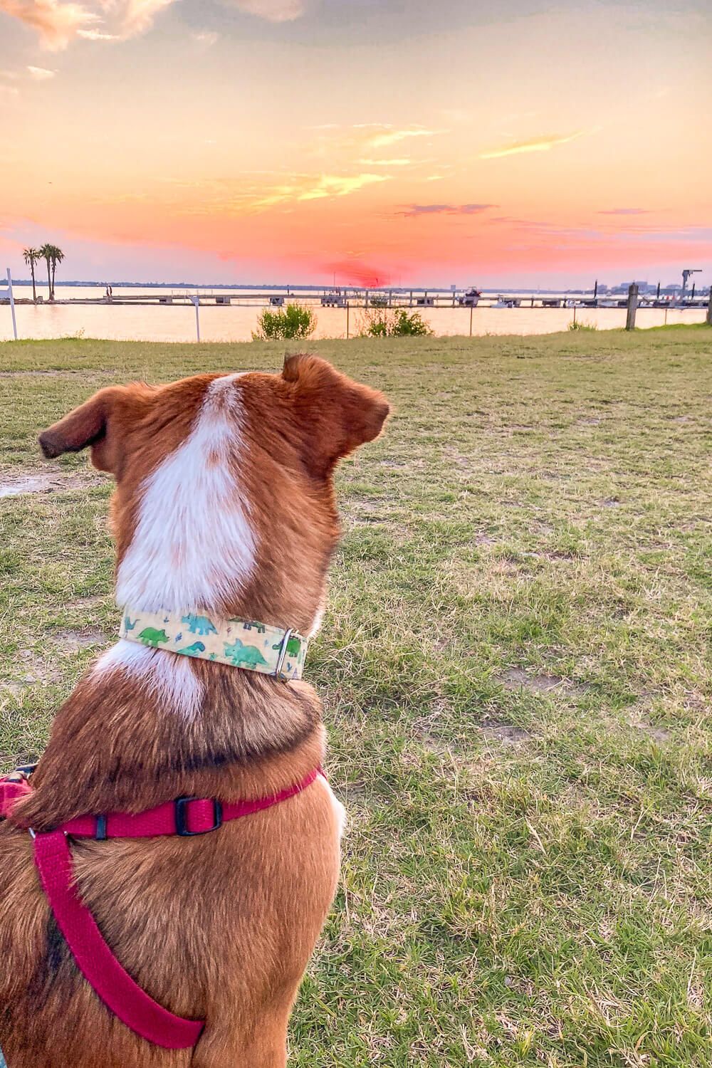 sunrise park dog friendly