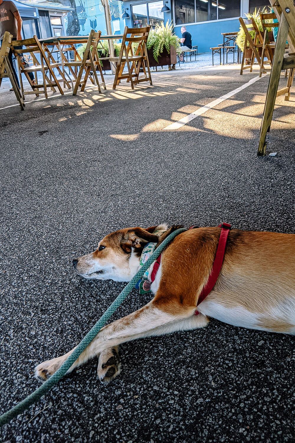 lewis barbecue dog friendly