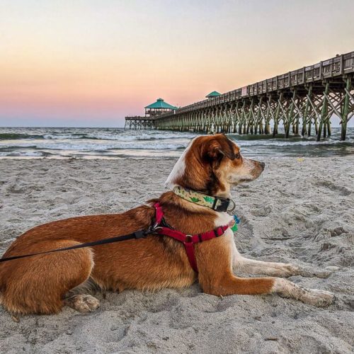 A Dog Friendly Weekend Guide to James Island (Charleston, SC Area)