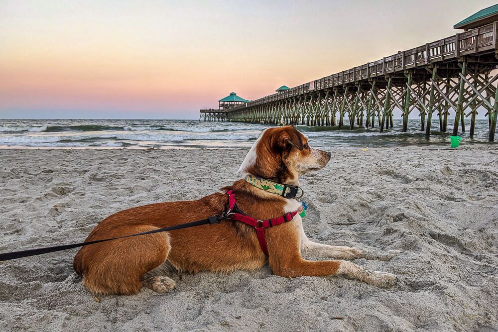 dog friendly folly beach