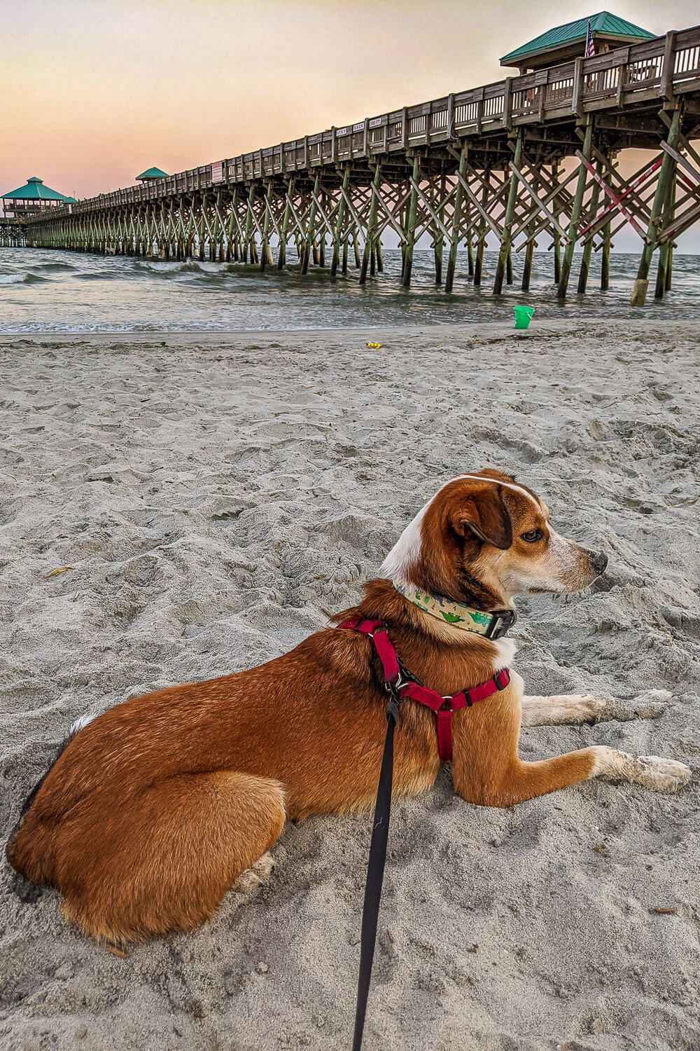 folly beach dog friendly