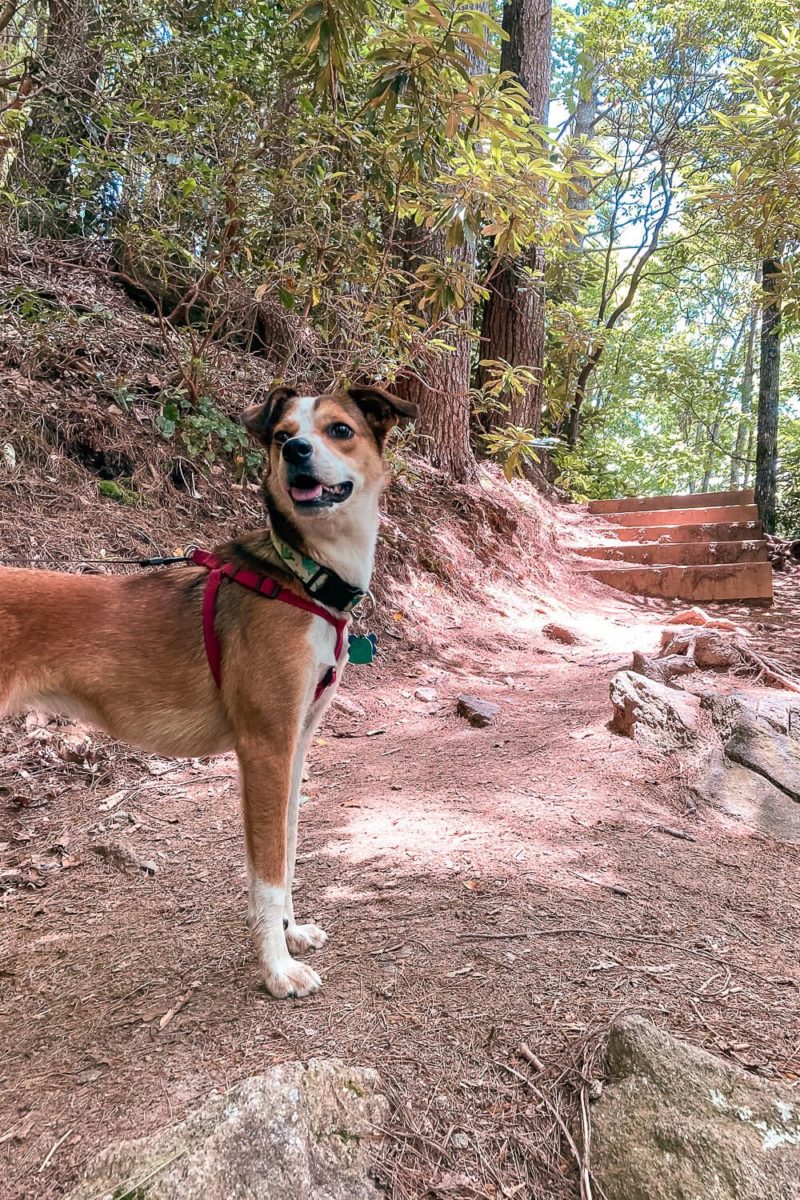 Your Dog Friendly Weekend Guide to Highlands NC