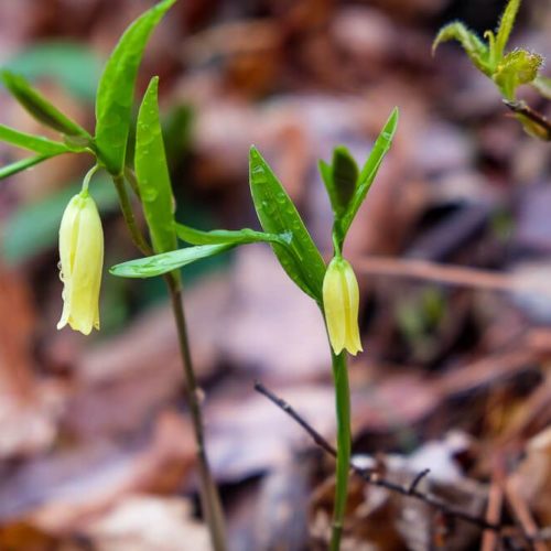 wildflowers in the smokies