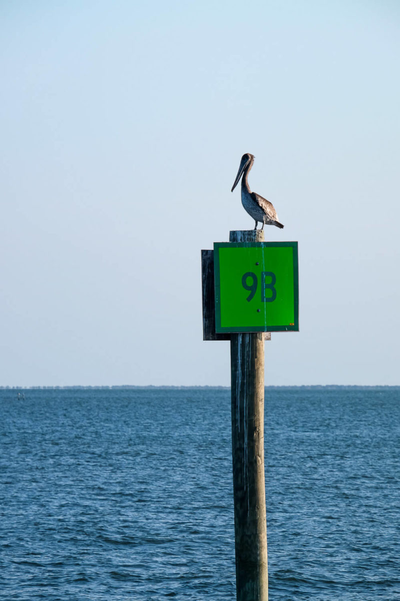 Plan Your Beach Trip to Ocracoke [Dog Friendly Guide]