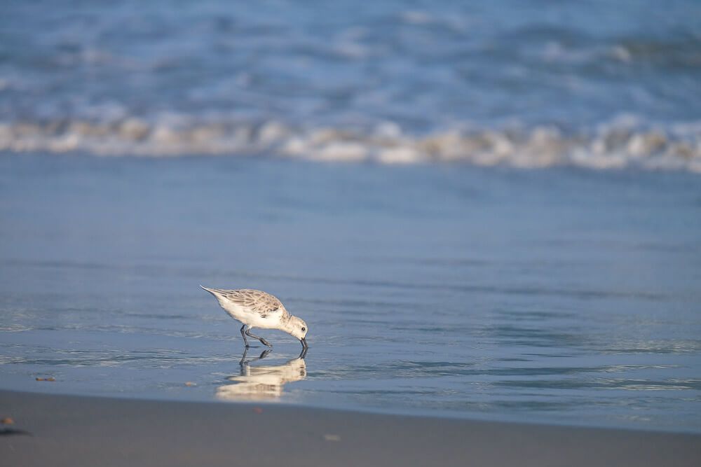 ocracoke beach