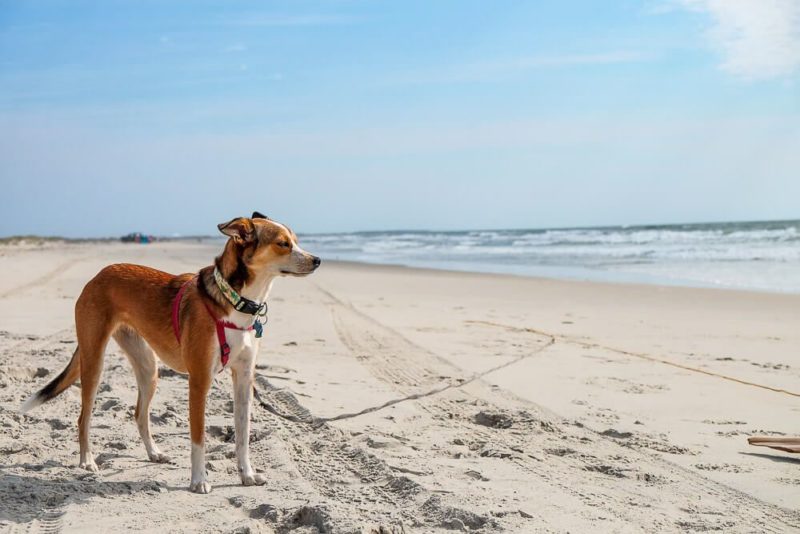 Plan Your Beach Trip to Ocracoke [Dog Friendly Guide]