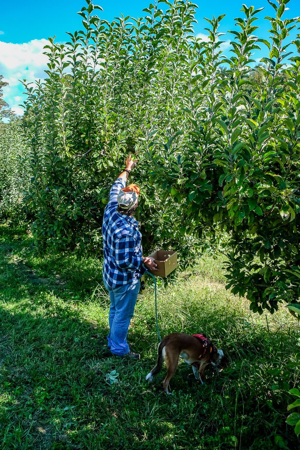 stepps orchard