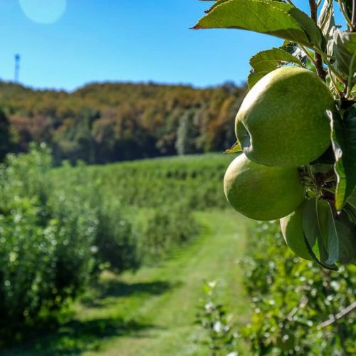 Where to Go Apple Picking Near Greenville, SC