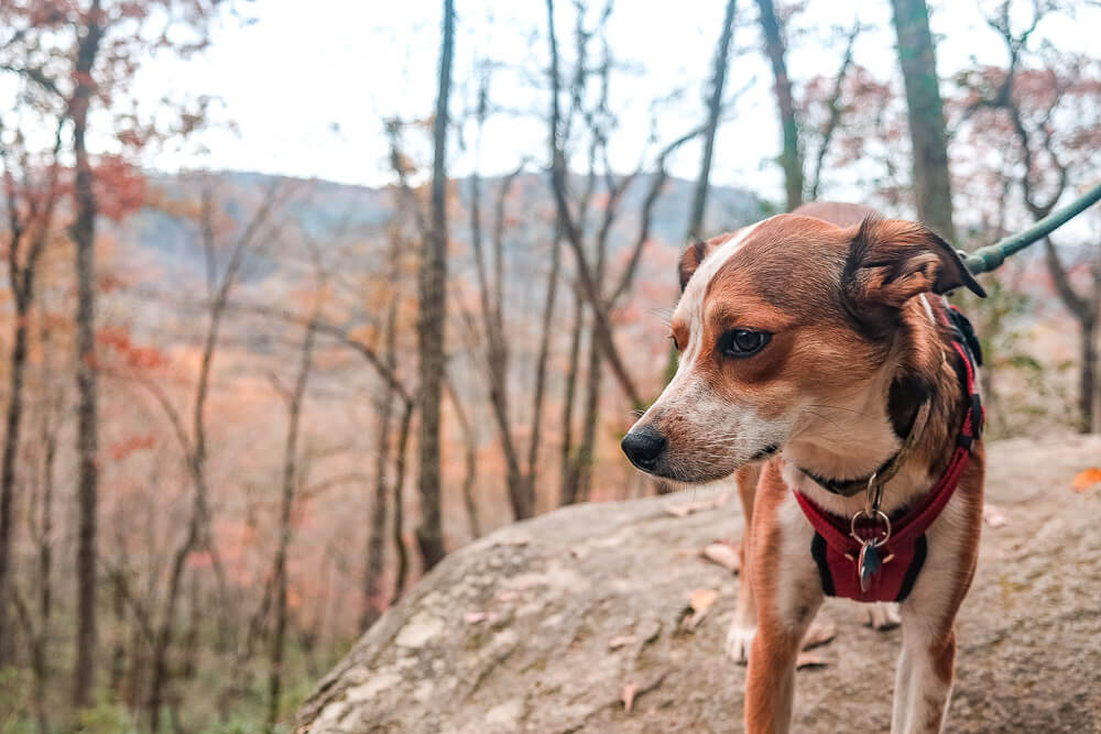 Looking Glass Rock hike