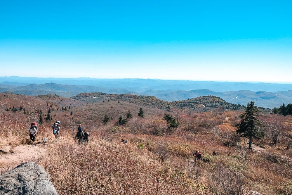 black balsam knob