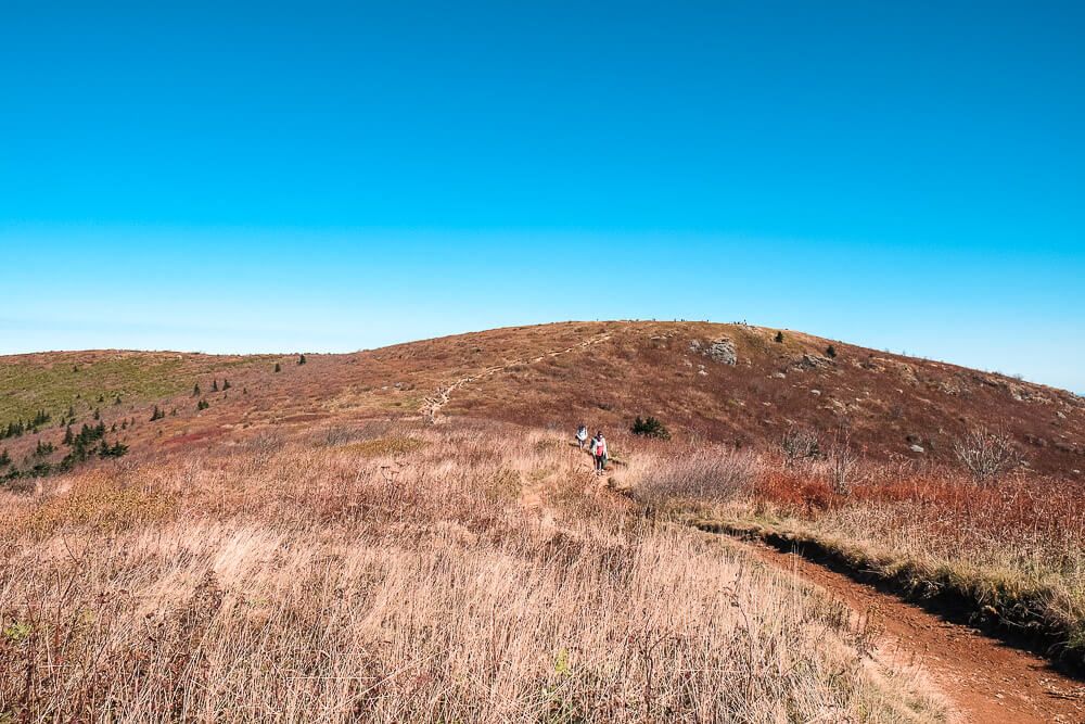 black balsam knob trail