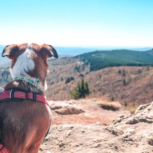 Black Balsam Knob Hike [Trail Guide]