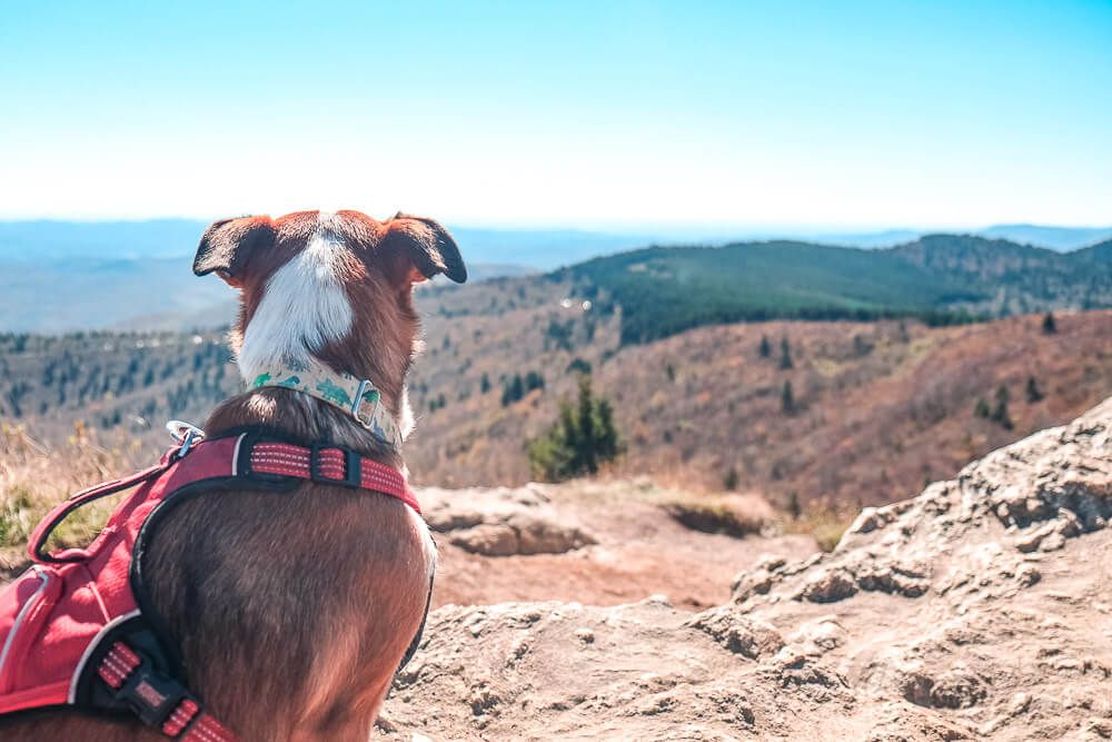 black balsam knob trail