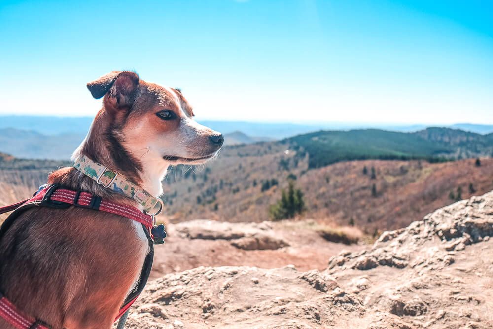 black balsam knob trail