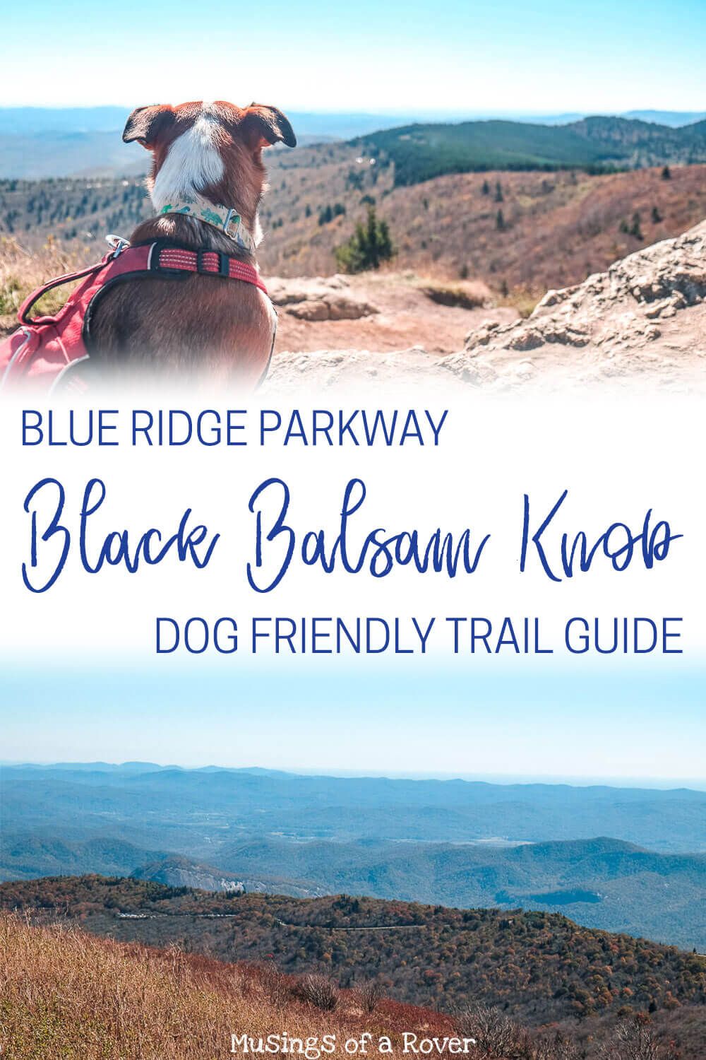 Looking for a day trip from Greenville, SC. One of the best things to do is to head to the Blue Ridge Parkway and hike this easy trail to Black Balsam Knob. And it's dog friendly!