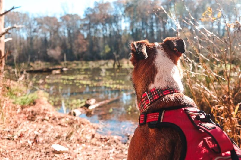 The Best Places to Go Hiking Near Greenville, SC