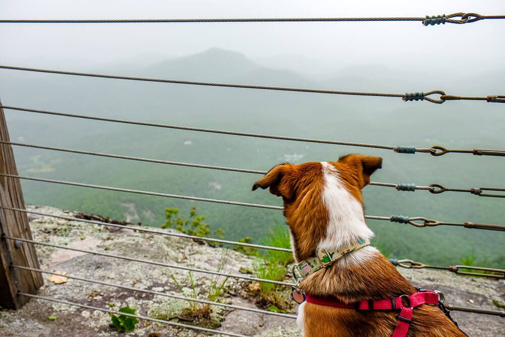 dog at whiteside mountain trail