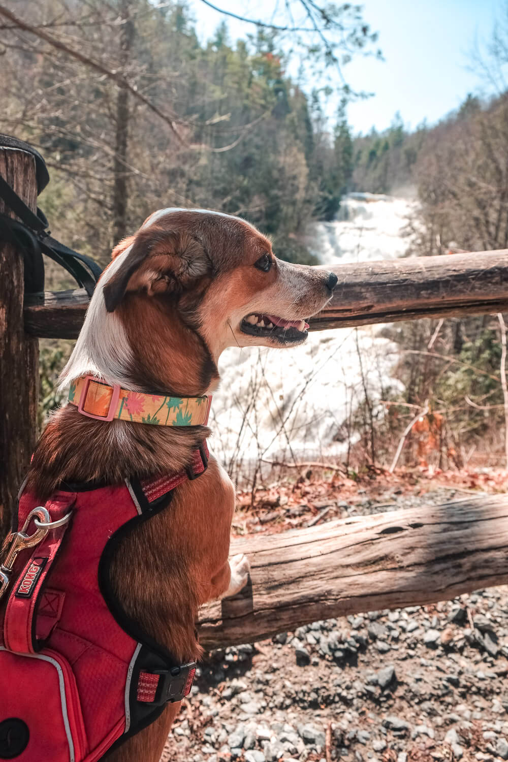 dog at dupont state forest