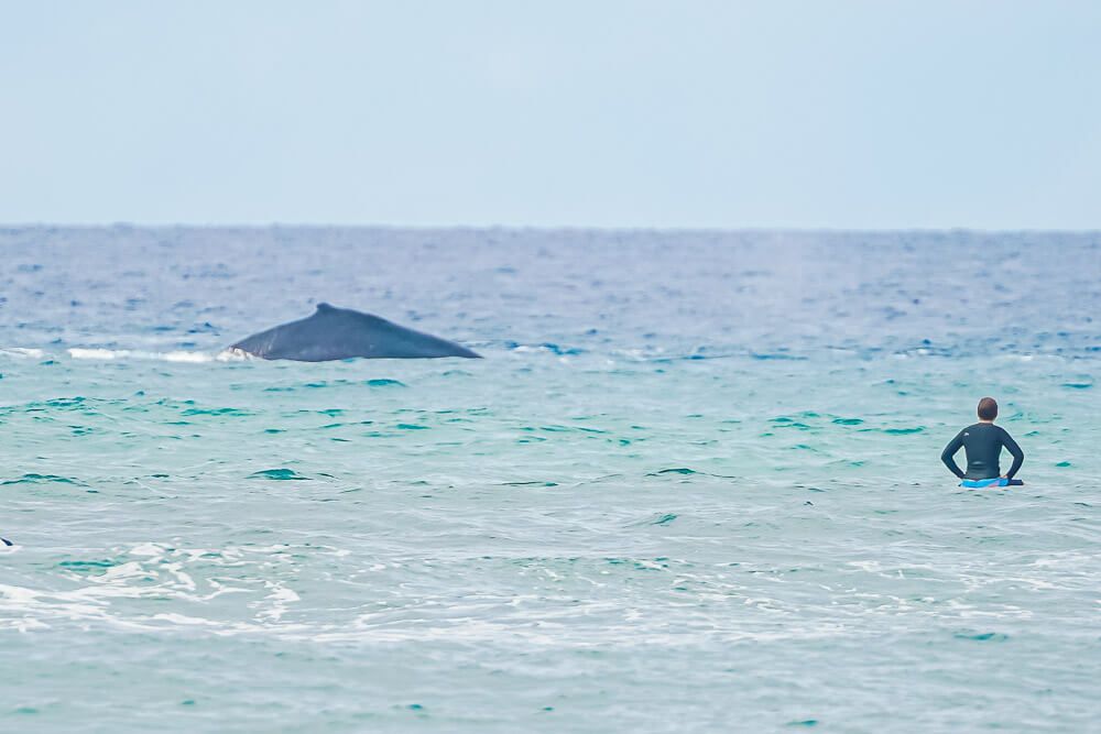 surfing with whales