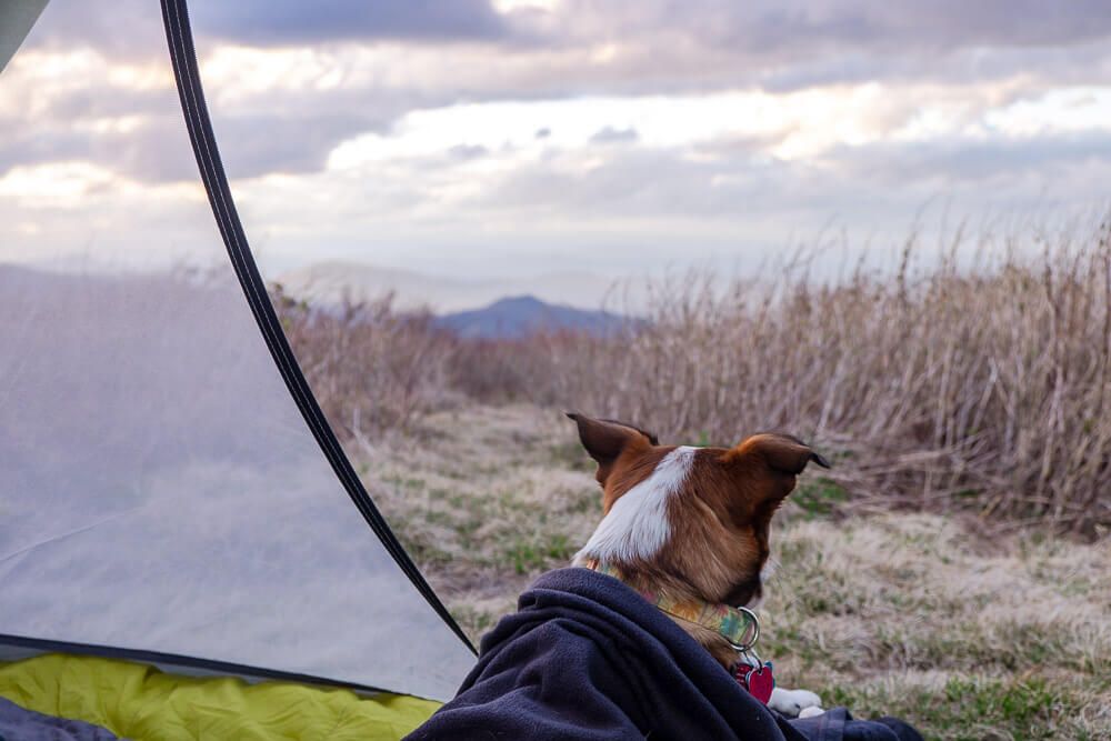 dog in tent