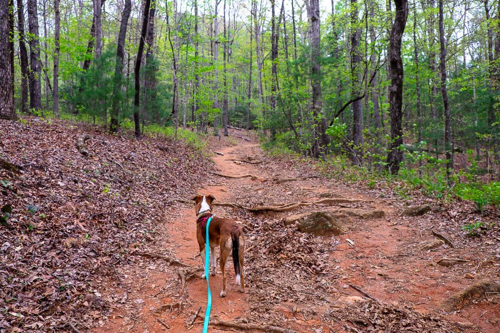 falls creek falls trail