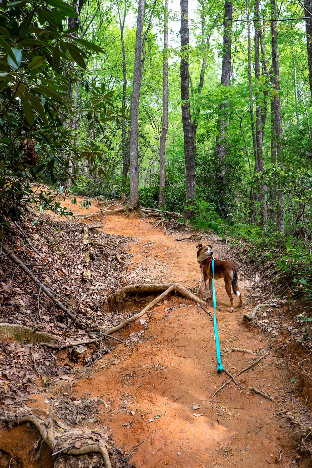 falls creek trail